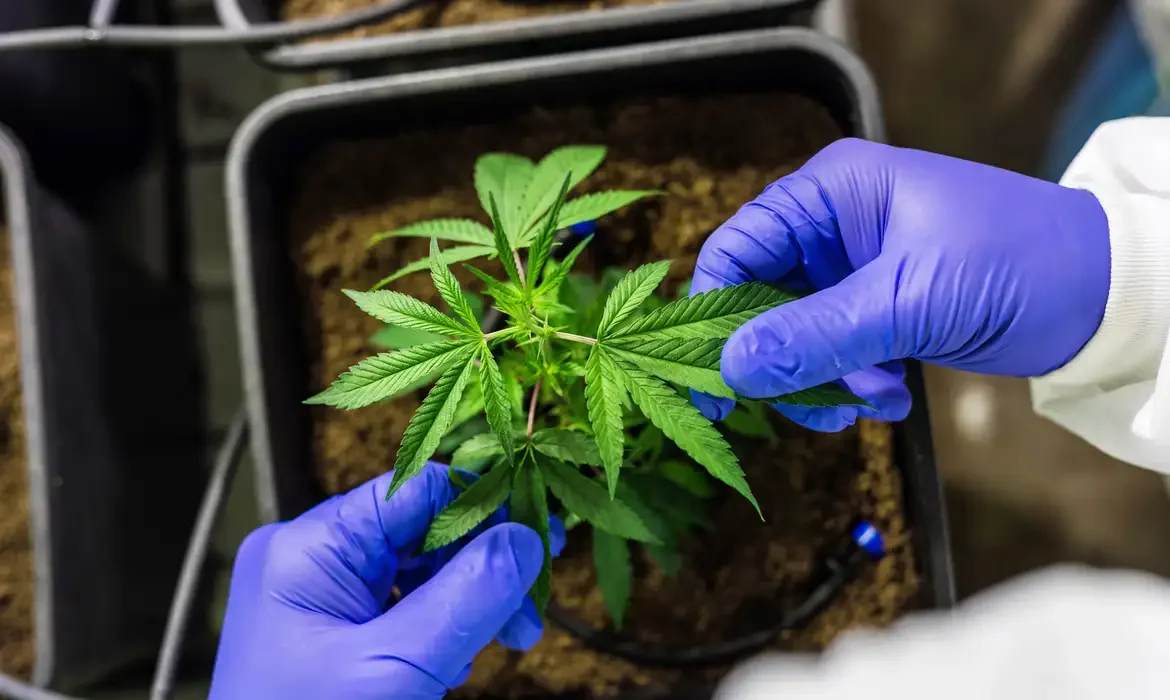 Cannabis no SUS do RN sai do papel quatro anos após a lei