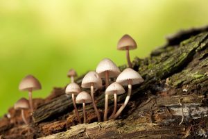 Uso de cogumelos alucinógenos pode curar depressão